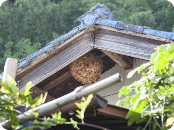 住宅にできた蜂の巣の画像